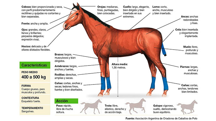 Polos del caballo deals